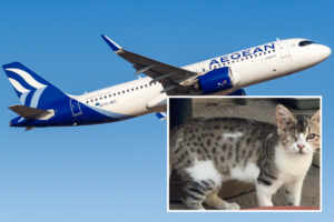aegean-airlines-loses-cat