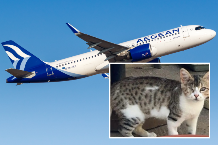 aegean-airlines-loses-cat